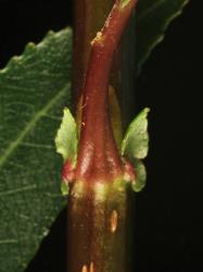 Salix triandra subsp. triandra. Petiole base and stipules. Image: D. Glenny © Landcare Research 2020 CC BY 4.0